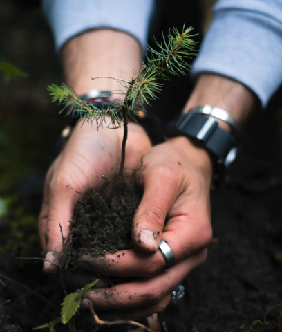 Blogbeitrag zum Thema Bäume pflanzen